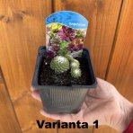 Skalná ruža (Sempervivum tectorum) - kont. P9